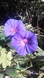 Close-up of purple flower