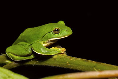 Close-up of green frog against black background