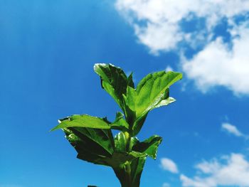 Low angle view of plant against blue sky