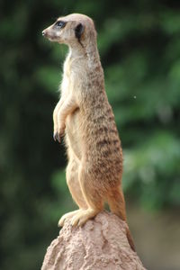 Close-up of meerkat looking away