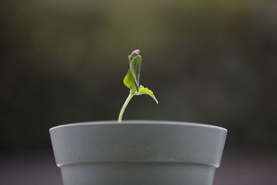 Close-up of plant