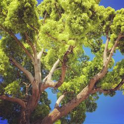 Low angle view of trees against sky