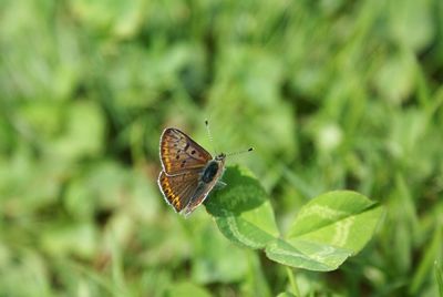 Butterfly on leaf