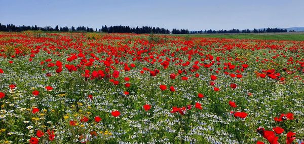 Red poppy flowers on field against sky