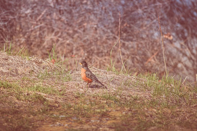 High angle view of american robin on field