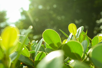 Close-up of plant growing on field