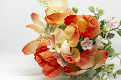 Close-up of red rose on white background