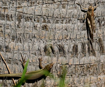 Full frame shot of tree trunk