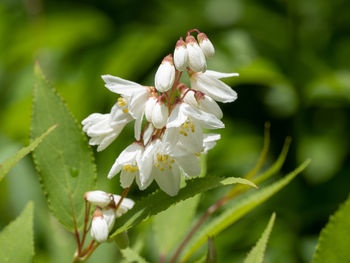 Close-up of white flowering plant