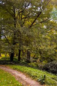 Trees on grassy field