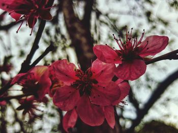 flowering plant