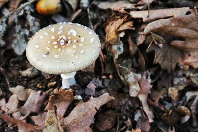 Close-up of mushroom growing on field