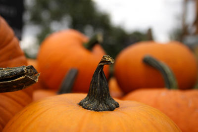 Close-up of pumpkin pumpkins at market