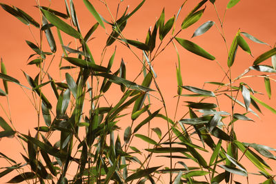 Close-up of flowering plant against sky