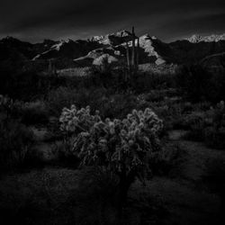 Plants growing on landscape against sky
