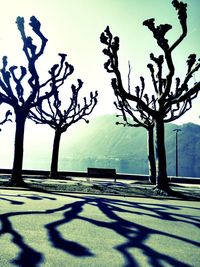 Silhouette tree against clear sky