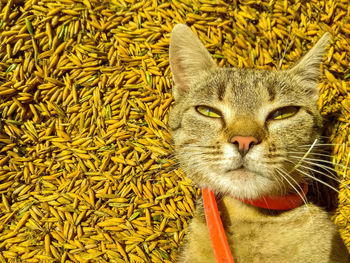 Close-up portrait of a cat