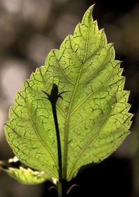 Close-up of green leaf