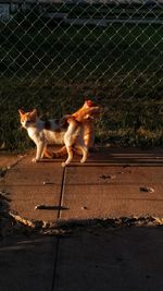 Dog at night