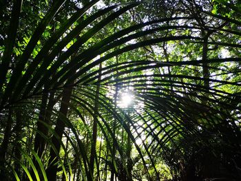 Low angle view of sunlight streaming through palm trees