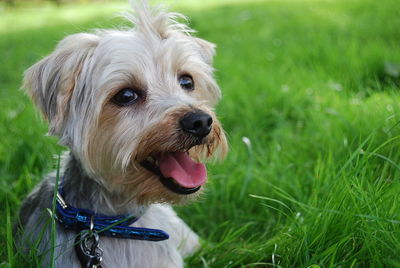 West highland white terrier relaxing on grassy field