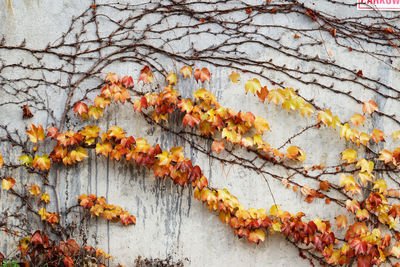 Autumn leaves against beton wall
