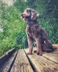 Dog looking away while sitting on land