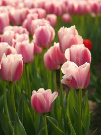 Close-up of pink flower