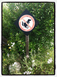 Close-up of tree trunk