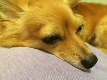 Close-up of a dog resting