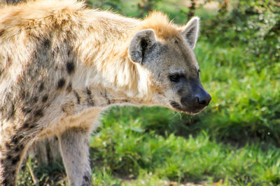 Close-up of hyena looking away