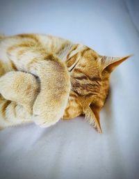 Close-up of a cat sleeping