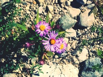 Close-up of purple flowers blooming outdoors