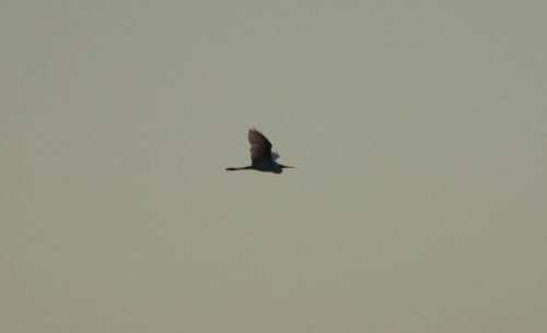 Bird flying against clear sky