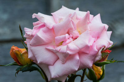 Close-up of pink rose