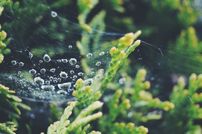 Close-up of water drops on leaf