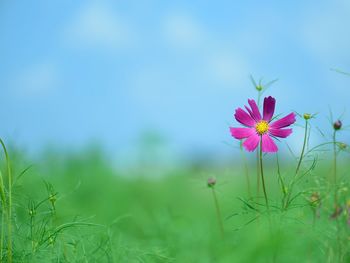 Close-up of pink flowers blooming in field