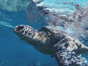 Close-up of turtle swimming in sea