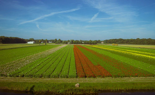 Tulip field and beautiful sky