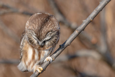 Close-up of owl perching on branch