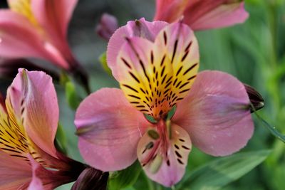 Close-up of pink flowers blooming outdoors