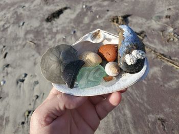 Close-up of person holding shell