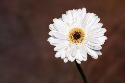 Close-up of white daisy flower