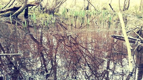 Trees in water