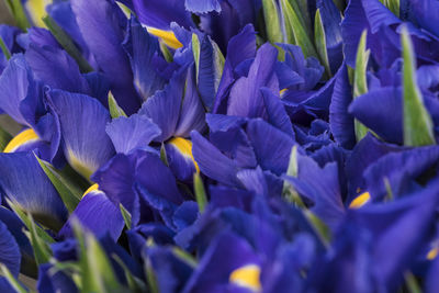 Close-up of purple crocus flowers