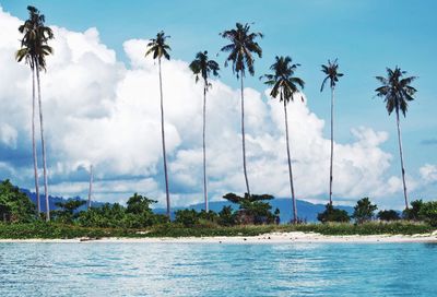 Palm trees against cloudy sky