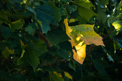 Close-up of maple leaf on branch