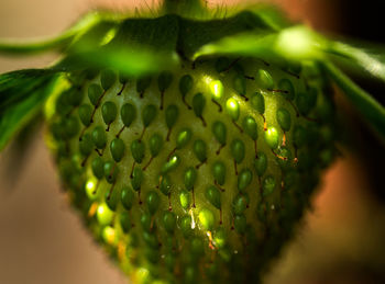 Close-up of green leaves