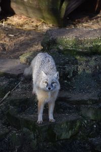 Fox standing on rock