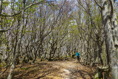 Rear view of woman walking in forest